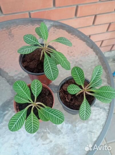 Молочай беложилковый