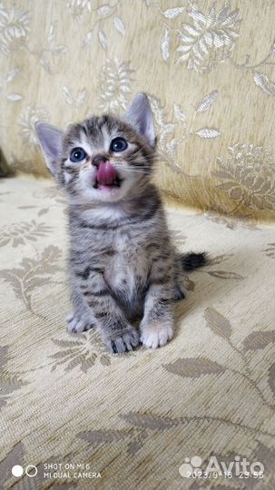 Котята в добрые руки бесплатно