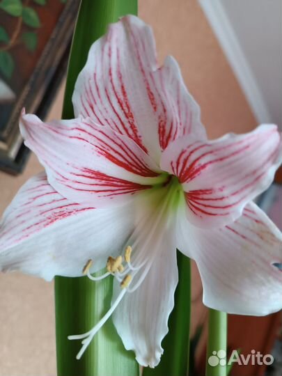 Гиппеаструм