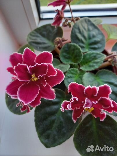 Фиалка сортовая