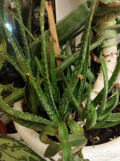 Алоэ вера 6 лет с отростками