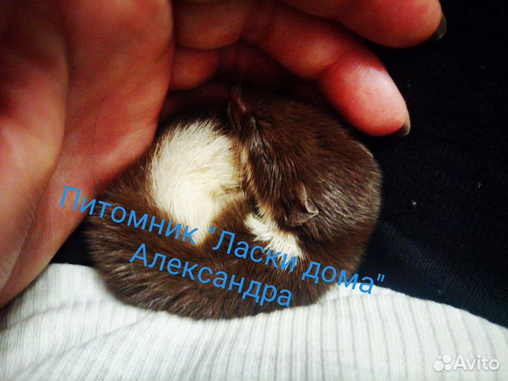 Ласка. Куница