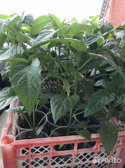 Рассада помидор, баклажан,перцев