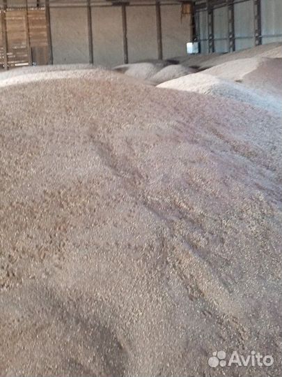 Лен масличный