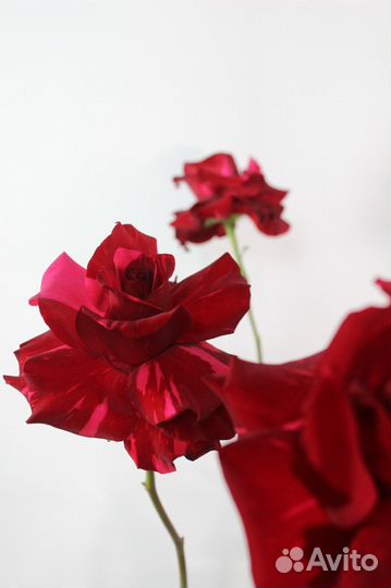 Вывернутые розы