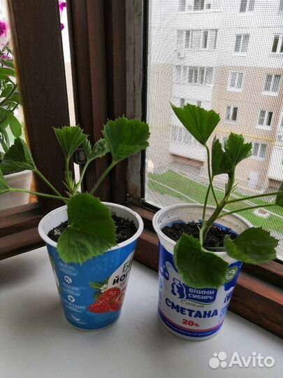 Герань пеларгония белая