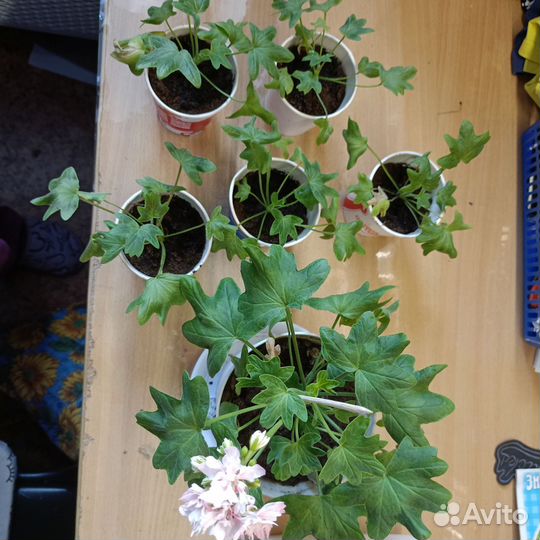 Звездчатые пеларгонии