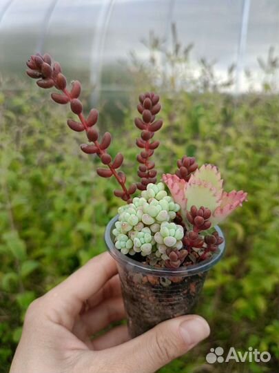 Суккуленты 2