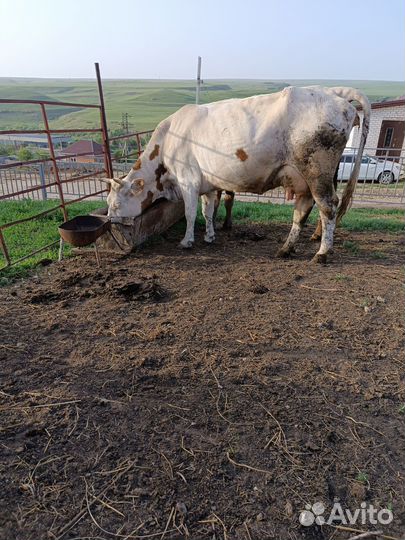 Корова дойная