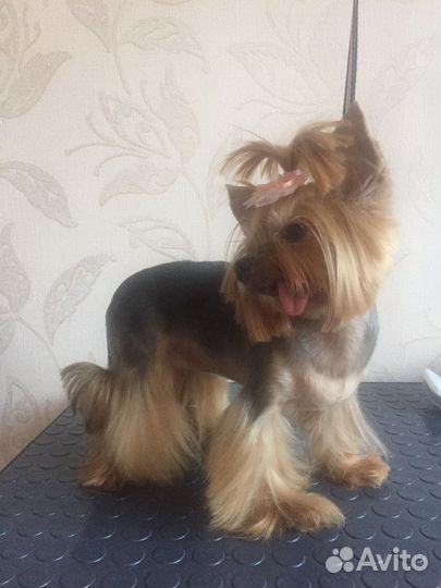 Стрижка йоркширского терьера