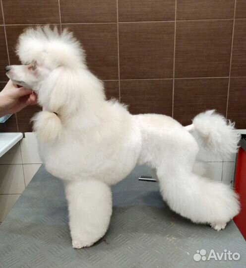 Стрижка собак и кошек