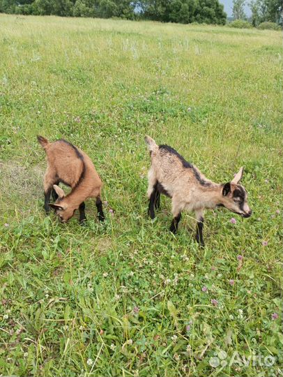 Чешские племенные козлята