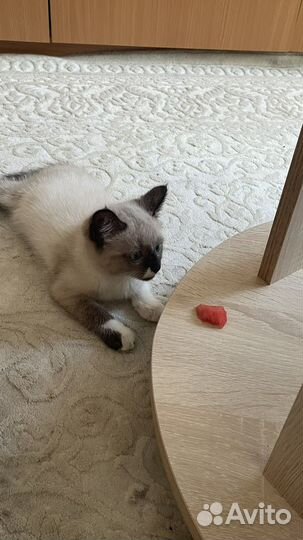 Кошка в добрые руки