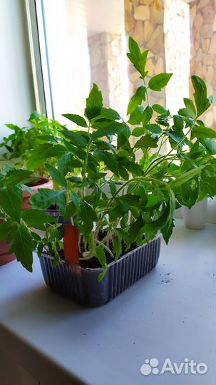 Рассада томатов