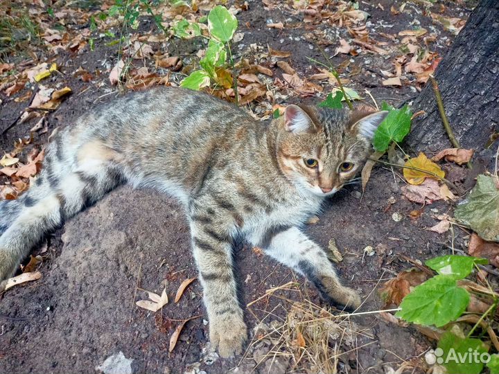 Ищем дом для молодой кошки