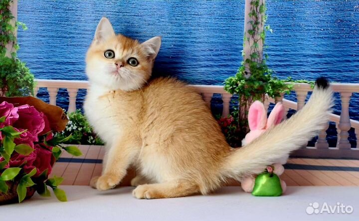 Британская кошка