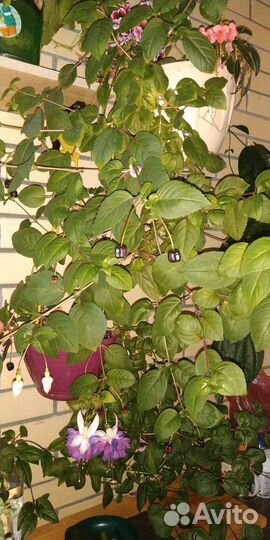 Герань королевская, фуксия, клеродендрум Томпсана