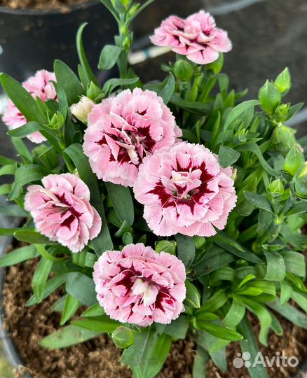 Гвоздика многолетняя