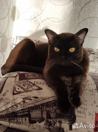 Вязка бурманский котик
