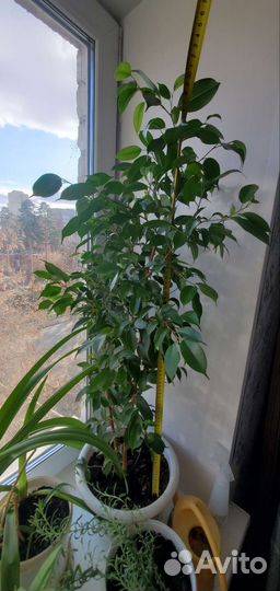 Фикус бенджамина большой