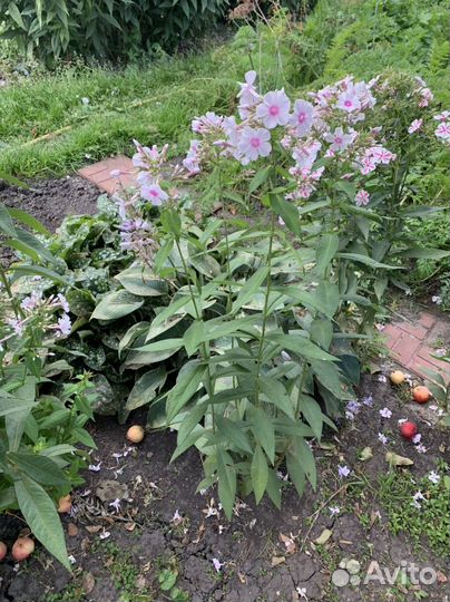 Флокс метельчатый