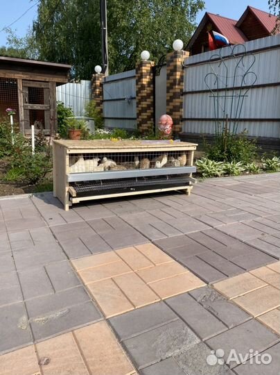 Клетки для перепелов