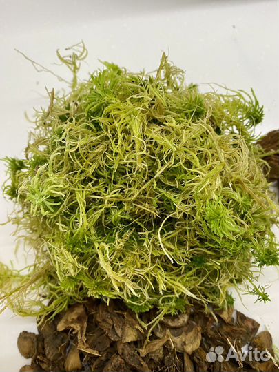 Рисовая лузга,кора,кокос чипсы, шелуха,мох сухой