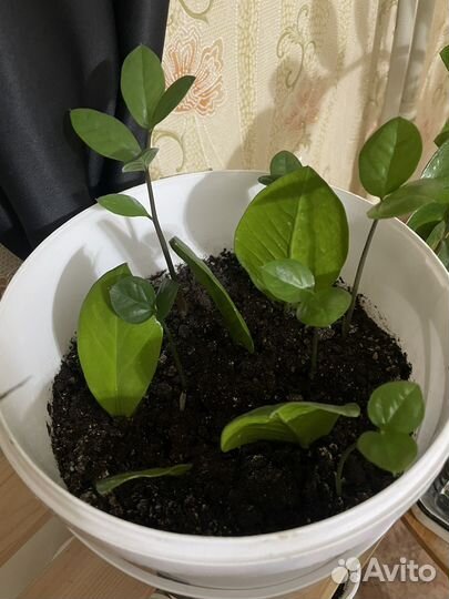 Замиокулькас