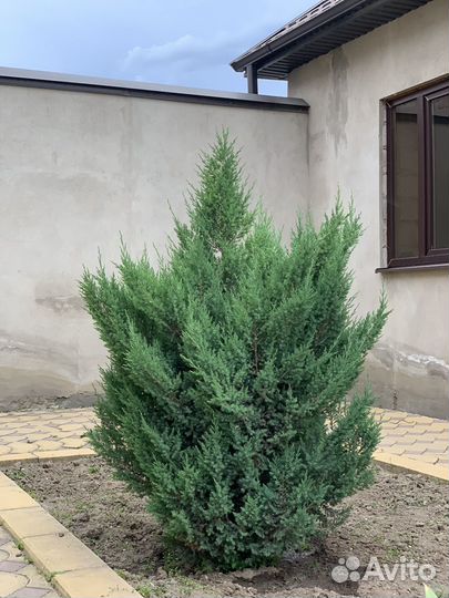 Можевельник