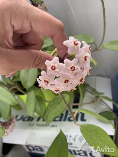 Хойя в цвету