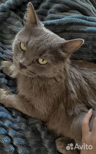 Кошка нибелунг