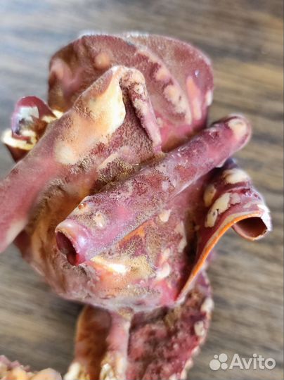 Роза Карловы Вары окаменевшая