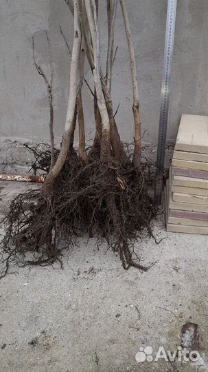 Грецкий орех