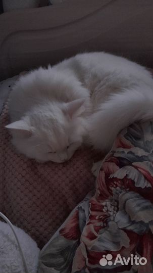 Кот в добрые руки