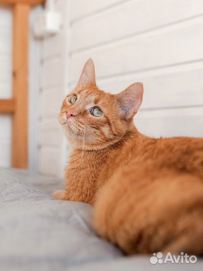 Рыжий кот в добрые руки