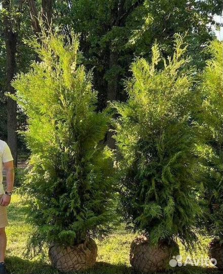 Туя для живой изгороди