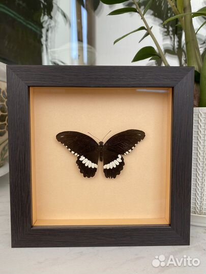 Бабочка в рамке