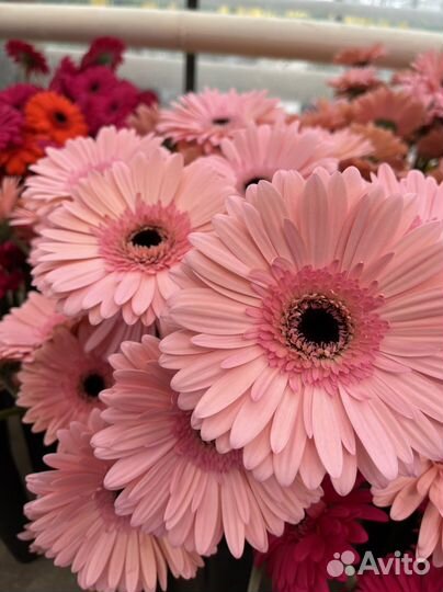 Гербера оптом