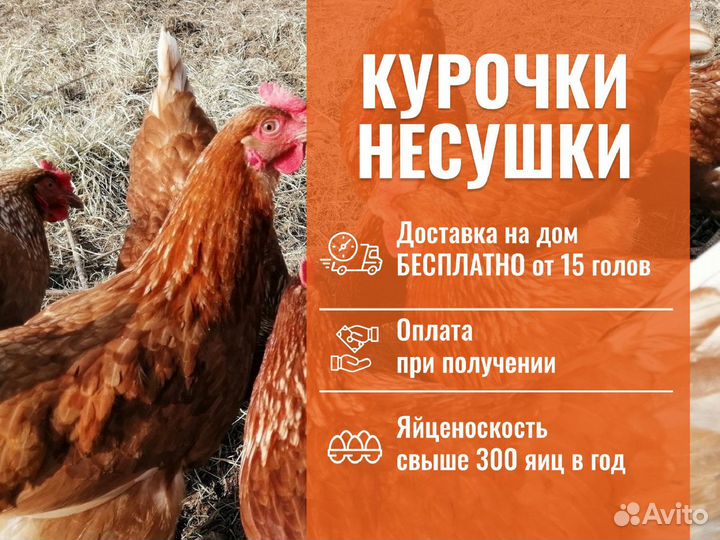 Куры несушки с агрофермы