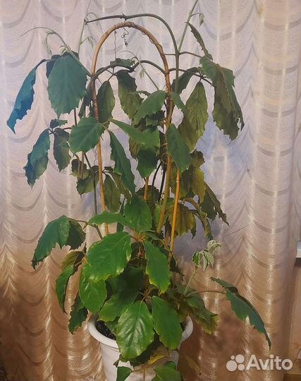 Тетрастигма