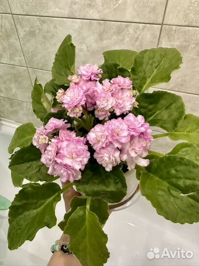 Сортовые фиалки