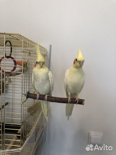 Попугай корелла пара с клеткой