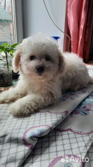 Бишон фризе