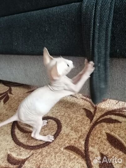 Канадский сфинкс