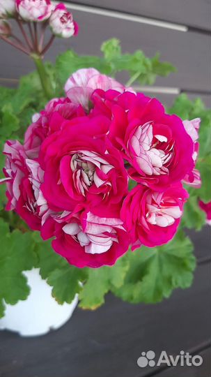 Пеларгония герань сортовая