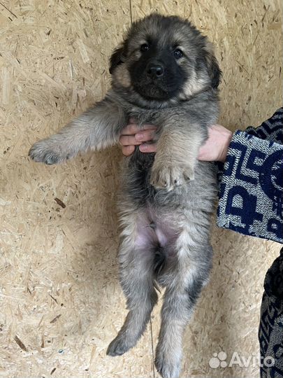 Щенки помесь немецкой овчарки