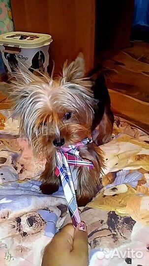 Йоркширский терьер