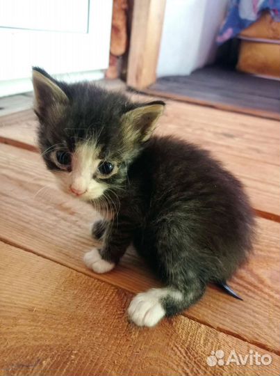 Котята 1,5 месяцев