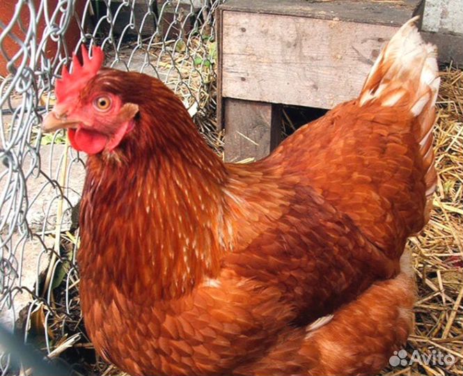 Курочки несушки фермерские