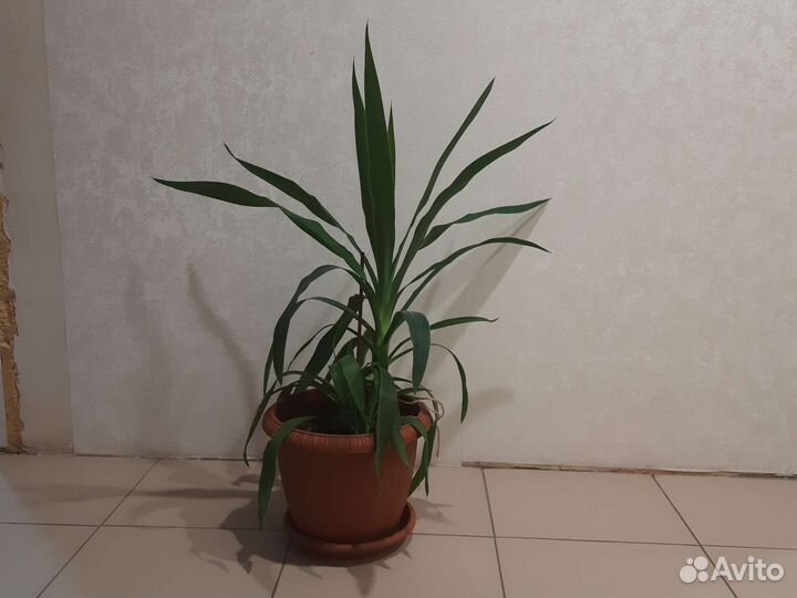 Пальма юкка